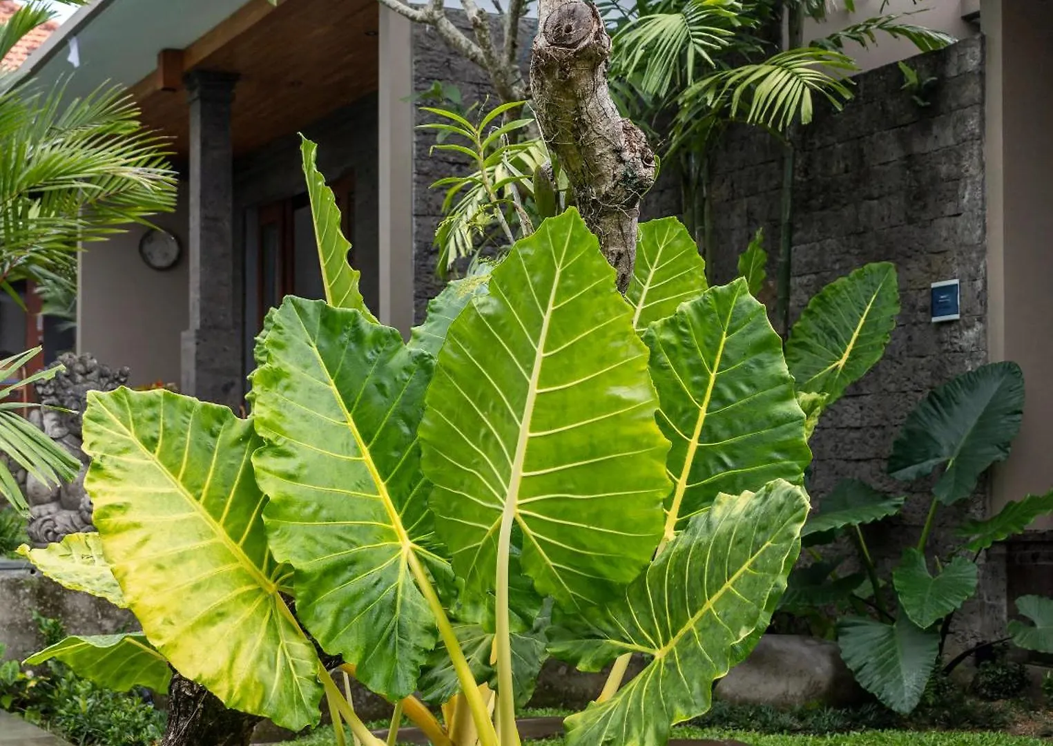 Wegi House 2 Villa Ubud 0*,